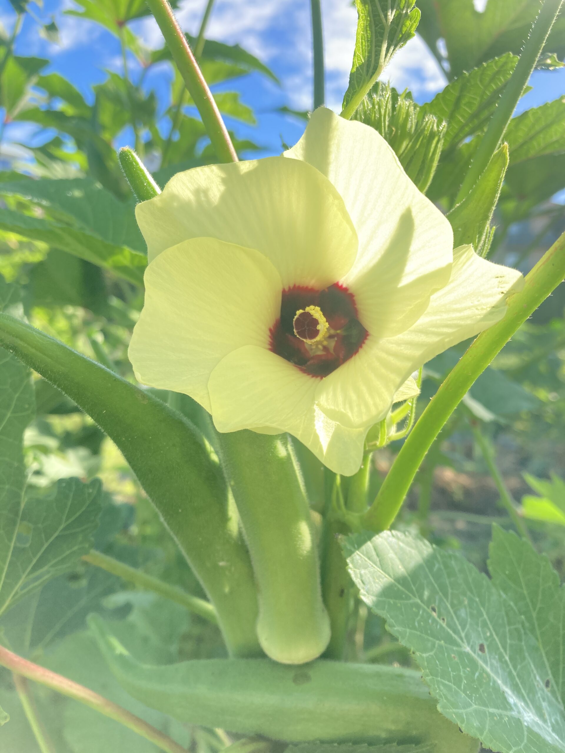 オクラの花と英語のokraのイメージ