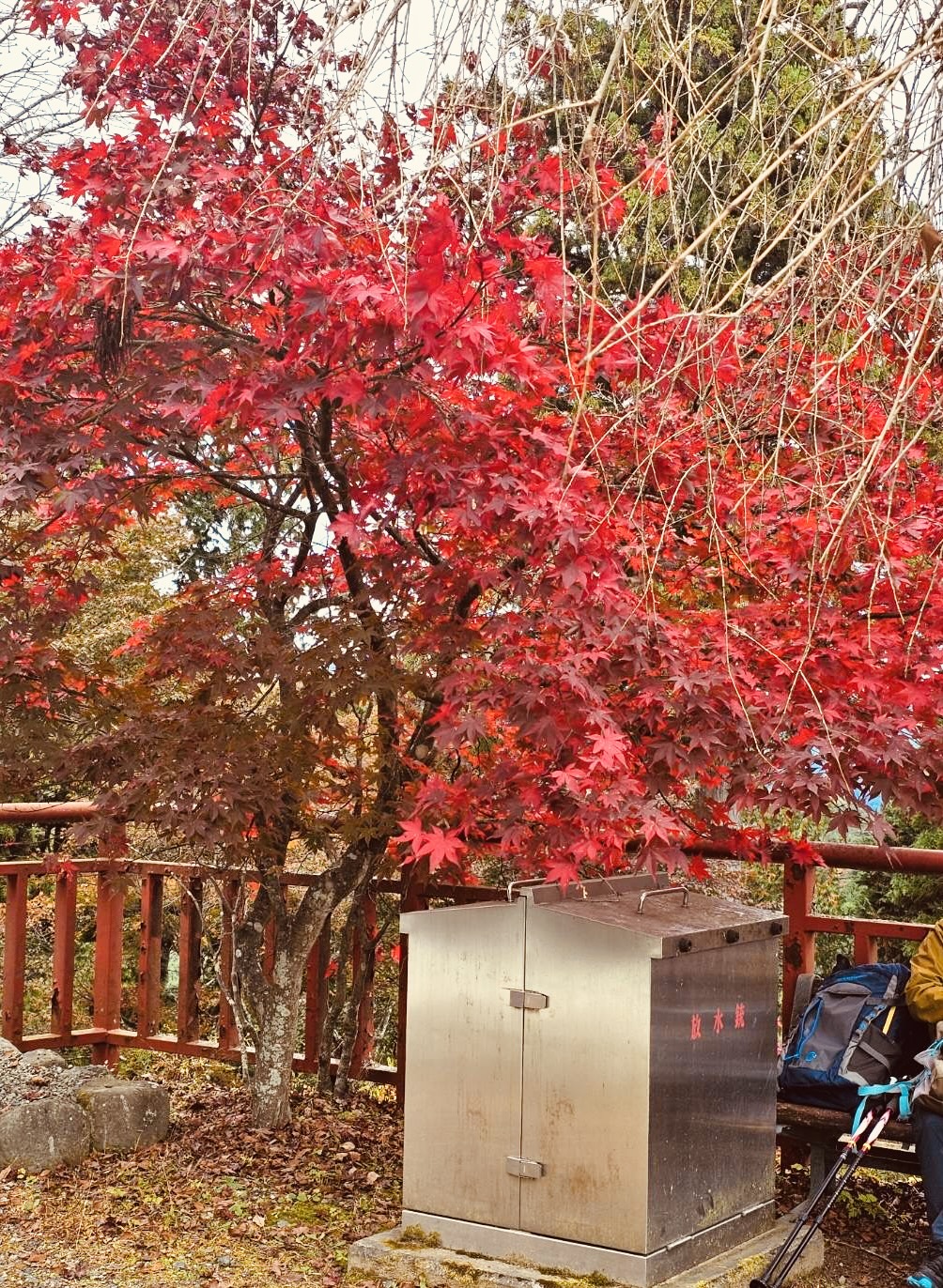 紅葉の葉っぱのイメージ