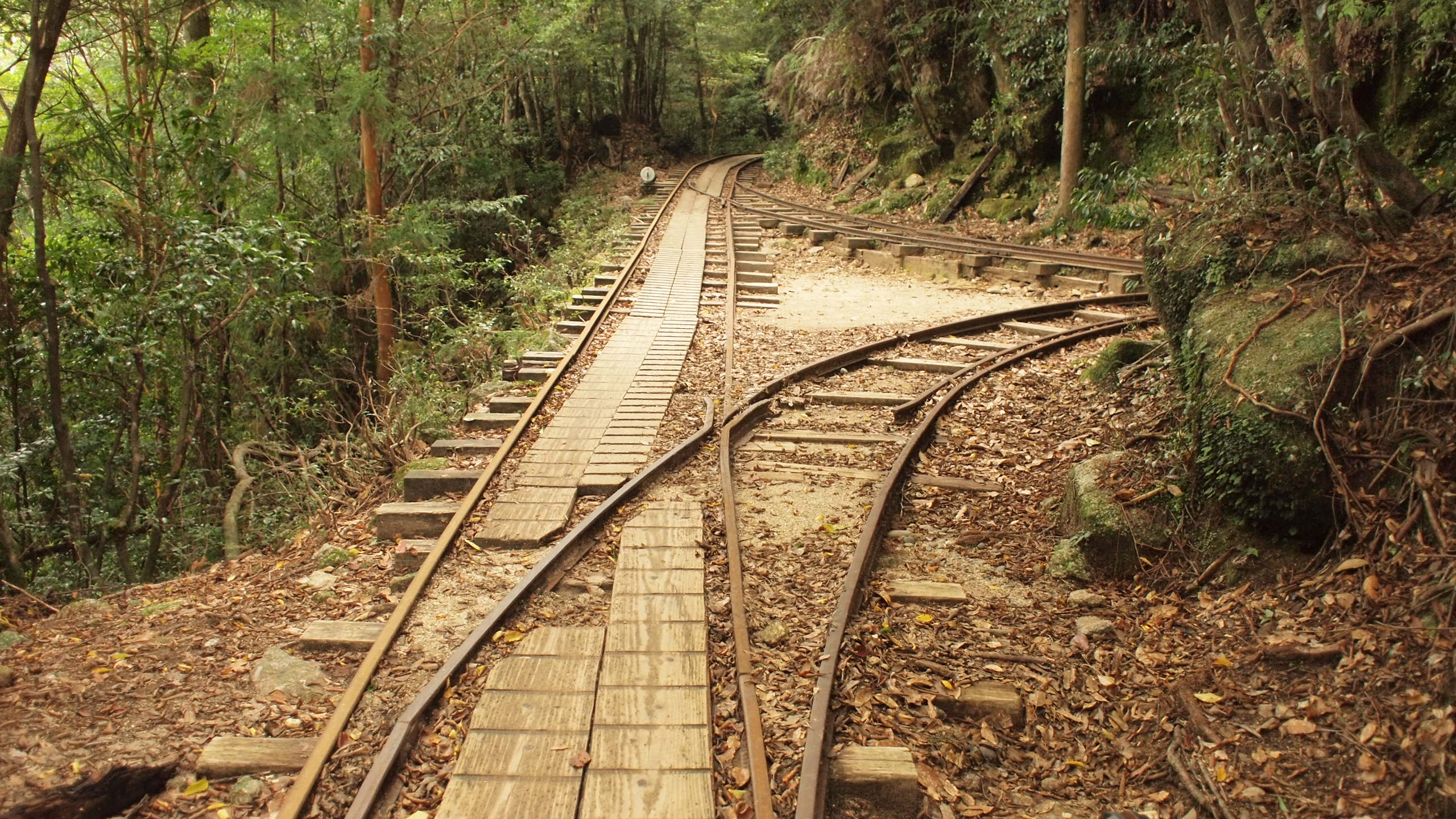 屋久島のトロッコ道