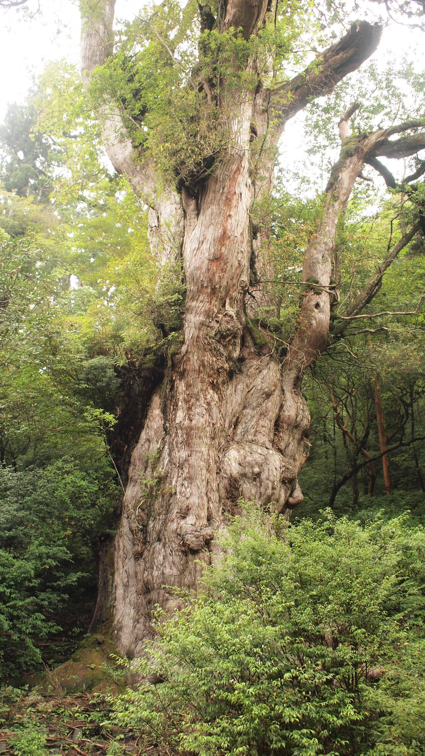 屋久島のボス、縄文杉