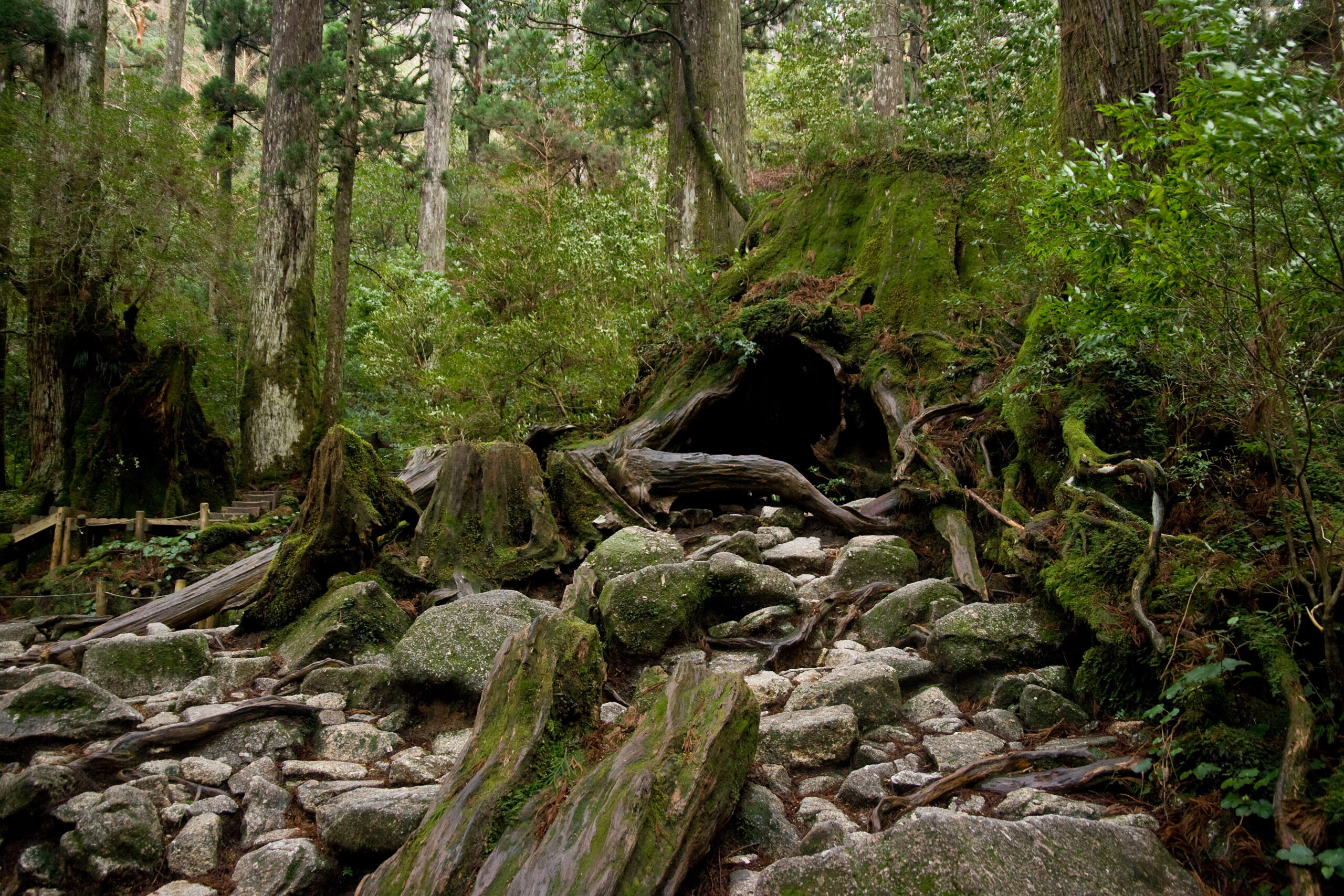 屋久島・ウィルソン株
